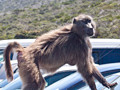 Chacma Baboon Takes a Walk in the Parking Lot, South Africa