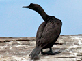 Bank Cormorant