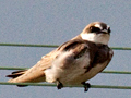 Banded Martin, South Africa