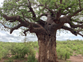 Baobab, Kruger National Park, South Africa