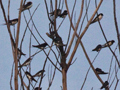 Barn Swallow (European Swallow), South Africa