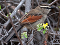 Brown-crowned Tchagra, Kruger National Park, South Africa