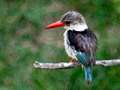 Brown-hooded Kingfisher, Kruger National Park, South Africa