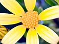 Bietou Flower at Fernkloof Nature Reserve