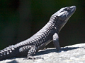 Black Girdled Lizard,  South Africa