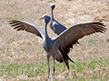 Blue Crane