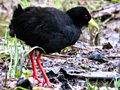 Black Crake With Chicks, Kruger National Park, South Africa