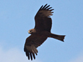 Black Kite, Kruger National Park, South Africa