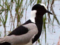 Blacksmith Lapwing (Blacksmith Plover), South Africa