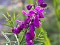 Bloukappie Flower at Fernkloof Nature Reserve