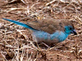 Blue Waxbill (Blue-breasted Cordonbleu), Kruger National Park, South Africa