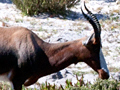 Bontebok, South Africa