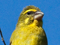 Brimstone Canary, South Africa