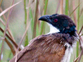 Burchell's Coucal (White-browed Coucal), South Africa