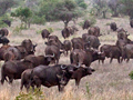 A Herd of African Buffalo, Kruger National Park, South Africa