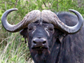 African Buffalo, Kruger National Park, South Africa