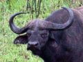 African Buffalo, South Africa