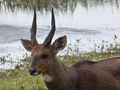 Bushbuck, South Africa