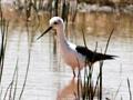 Black-winged Stilt, Kgomo Kgomo Floodplain, South Africa