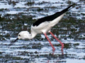 Black-winged Stilt, Mkhombo Dam Nature Reserve, South Africa