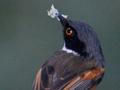 Cape Batis, South Africa