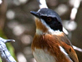 Cape Batis, South Africa