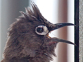 Cape Bulbul, West Coast National Park, South Africa