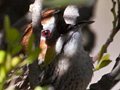 Cape Grassbird