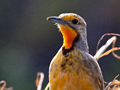 Cape Longclaw (Orange-throated Longclaw), South Africa