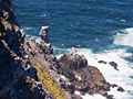 Cape Point, Table Mountain National Park, South Africa