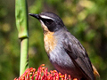 Cape Robin-Chat, South Africa