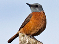 Cape Rock-Thrush