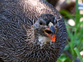 Cape Spurfowl (Cape Francolin), South Africa