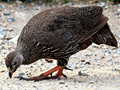 Cape Spurfowl (Cape Francolin), South Africa