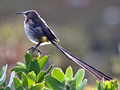 Cape Sugarbird