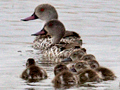 Cape Teal With Ducklings, South Africa