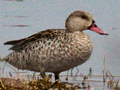 Cape Teal, South Africa