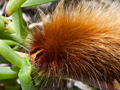 Caterpillar, West Coast National Park, South Africa