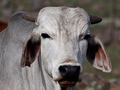 Cattle, Dullstroom and Mkhombo Dam Nature Reserve, South Africa