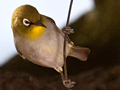 Cape White-Eye