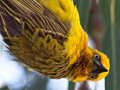 Cape Weaver at Nest, West Coast National Park, South Africa