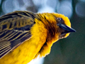 Cape Weaver, West Coast National Park, South Africa