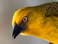 Cape Weaver