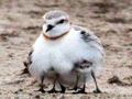 Chestnut-banded Plover with Chicks, South Africa