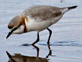 Chestnut-banded Plover, South Africa