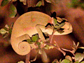 Flap-necked Chameleon on a Night Drive in Kruger National Park, South Africa