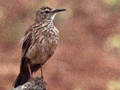 Cape Long-billed Lark, South Africa