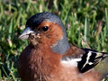 Common Chaffinch, Noordhoek, South Africa