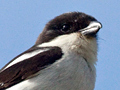 Common (Southern) Fiscal