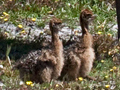 Common Ostrich With Chicks, Cape Point, Table Mountain National Park, South Africa